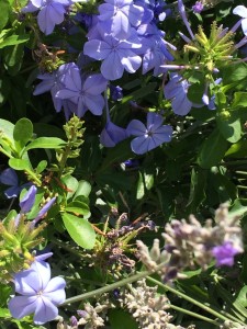 abbracci di lavanda e plumbago.jpg