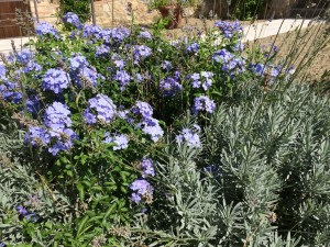 lavanda e plumbago stanno bene insieme?