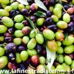 olive toscane per olio