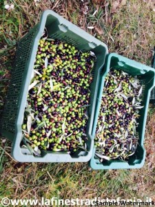 contenitori giusti per raccogliere le olive