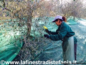 conoscere bene l'olio extravergine d'oliva