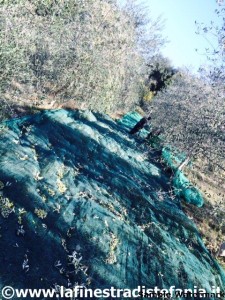 teli adatti alla raccolta delle olive