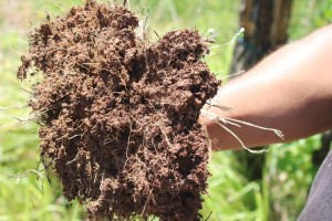 vignaioli biologici e biodinamici al local bio