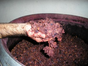 local bio a Firenze, il vino