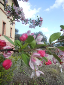 fiori di alberi rosa