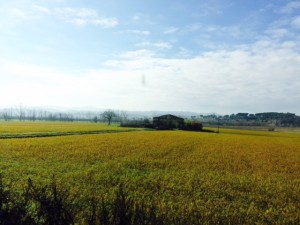 Da Ponte d'Arbia a Buonconvento