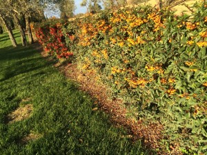 siepe che punge con bacche colorate