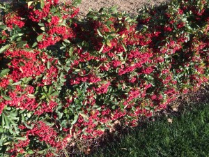 siepe a pallini rossi