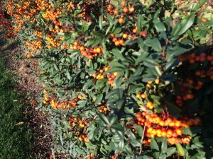 siepe che buca colorata