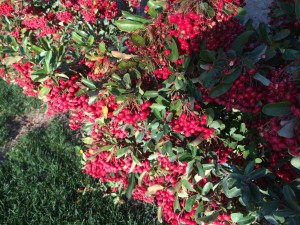 siepe che punge a pallini rossi