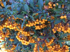 la siepe che colora l'inverno