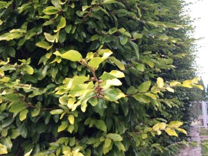 consigliatemi un rampicante sempreverde
