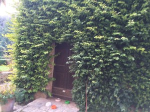 rampicanti in stile inglese