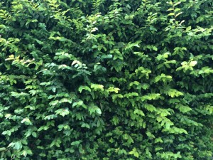 come è fatto il fico rampicante