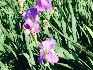 giaggiolo o iris viola pallido
