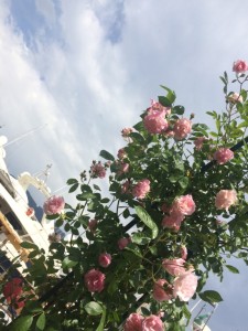 le rose di Genova