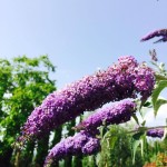 albero delle frfalle dai fiori viola