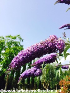 albero delle frfalle dai fiori viola