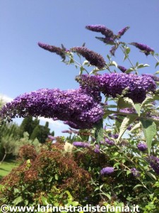 pianta delle farfalle come si chiama? Buddleja