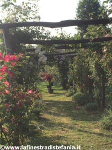 Il bellissimo roseto del Bed & Breakfast