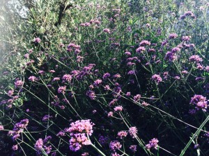 che piante mettere in giardino