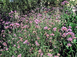 Bonariensis o di Buenos Aires, è la solita verbena