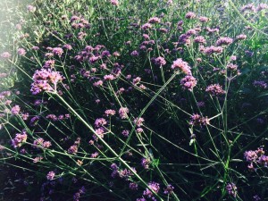 La verbena di Buenos Aires cme è fatta?