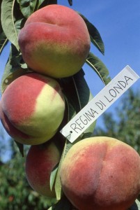 food contest per blogger