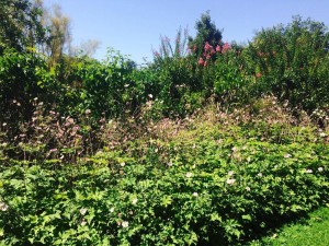 Come si chiamano quei fiori alti e rosa che fioriscono da fine estate?