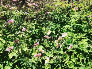 Anemoni del Giappone rosa che fioriscono a settembre