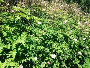fiori rustici per aiuole