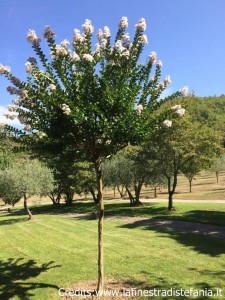 albero dai fiori bianchi in estate
