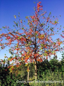 i malus da fiore