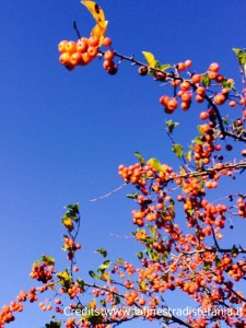meline che si possono mangiare
