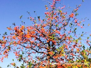 Quanto crescono i meli da fiore