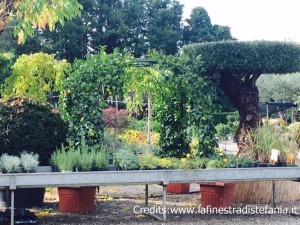 noleggiare piante per eventi a Firenze