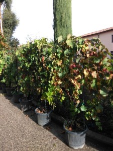 viti di donna di piante