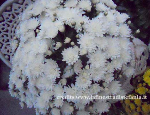 Crisantemi recuperati dal cimitero e piantati in giardino