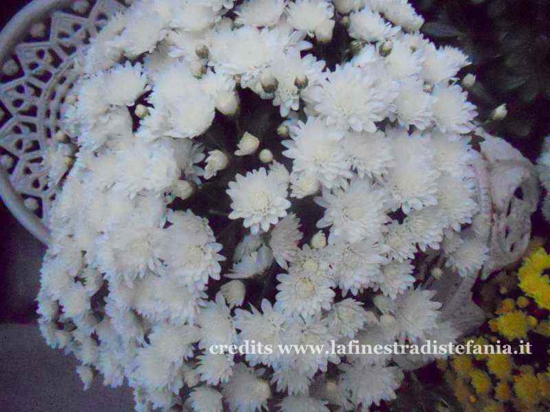 Crisantemi recuperati dal cimitero e piantati in giardino