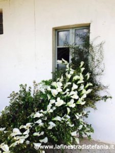 composizioni floreali con calle bianche, Floral compositions with white calle