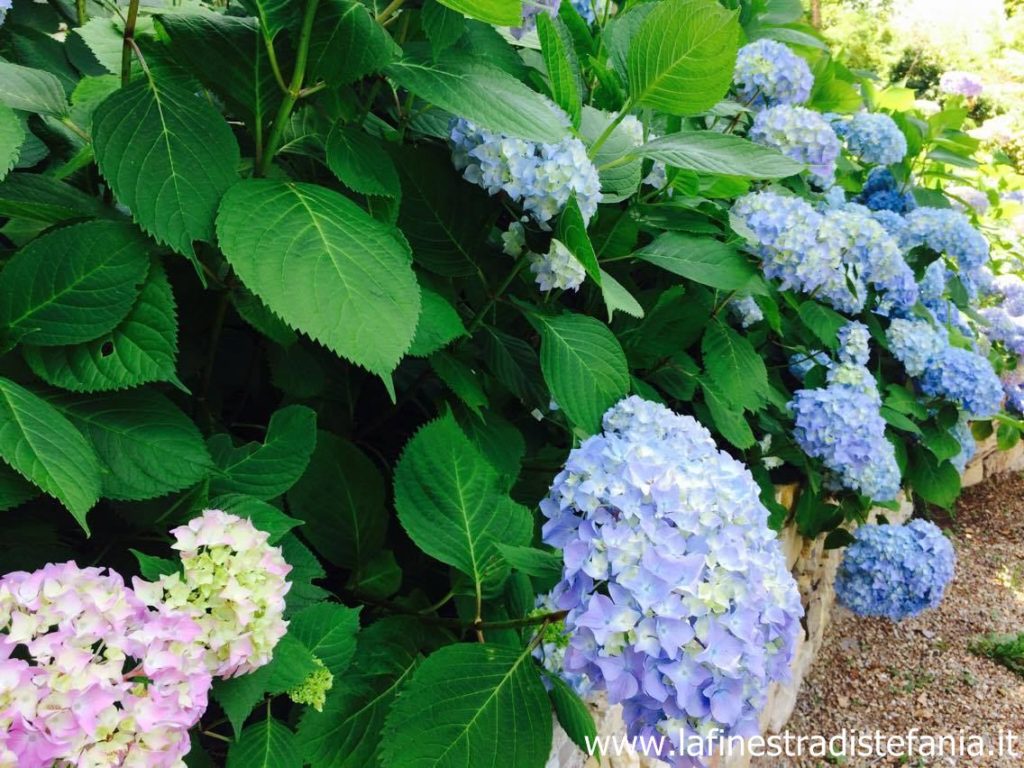 Quali fiori sono più adatti da mettere in un vaso o nel giardino?