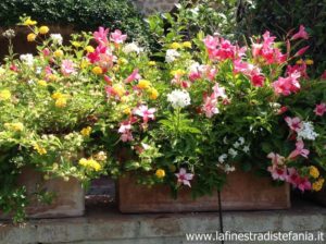 fiori alternativi ai gerani parigini,Colorful flower pots 