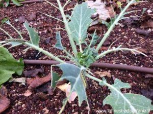 cavolaia maggiore su cavolfiore giovane