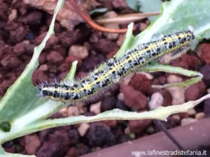 bruco verde Pieride del Cavolo o Cavolaia maggiore