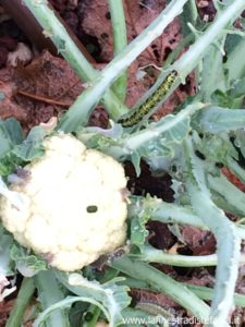 come eliminare i bruchi dal cavolfiore