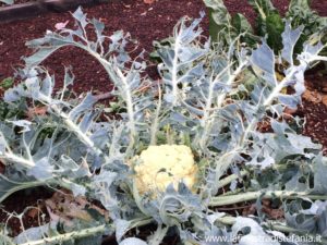 perché i bruchi mangiano le foglie del cavolfiore?