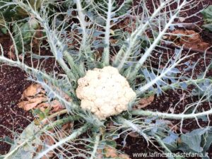 la cavolaia maggiore del cavolfiore