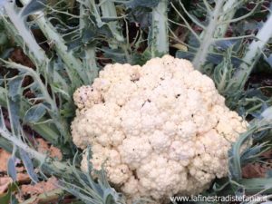 Perchè in Sicilia il cavolfiore è verde?
