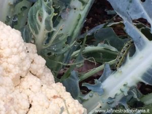 la cavolaia è una malattia del cavolfiore con bruchi