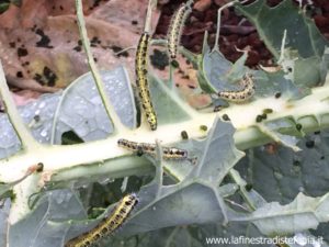piéride du chou, Pieris brassicae